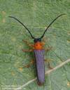 čeľaď : Cerambycidae