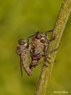 Diptera /Asilidae