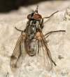 (female)<br> http://www.diptera.info/forum/viewthread.php?thread_id=34757&pid=154341#post_154341 <br>