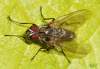 (male)<br>http://www.diptera.info/forum/viewthread.php?thread_id=34777&pid=154416#post_154416