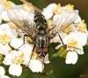 (male)<br>http://www.diptera.info/forum/viewthread.php?thread_id=34891&pid=154879#post_154879