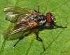 (male)<br>http://www.diptera.info/forum/viewthread.php?thread_id=34969&pid=155234#post_155234
