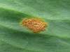 Na listioch rastliny Erythronium dens-canis. Zvlastne ohniska mali 1-2 cm v priemere.