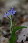 Podle nového svazku Květena ČR 8 se jedná o - Scilla bifolia subsp.spetana - ladoňka  dvoulistá Spétova