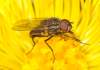 (male)<br>http://www.diptera.info/forum/viewthread.php?thread_id=37369&pid=165285#post_165285