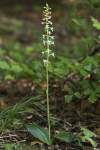 Platanthera bifolia subsp. latiflora