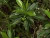 v preklade by to mohol byť nejaký lykovec vavrínovitý, vždyzelená rastlina z čeladi Thymelaeaceae zo zelenými kvetmi, na fotke vidíme už len tvoriace sa plody, môže mať až meter a pol, tento jedinec mal cez pol metra, rástol vo výške možno 600-800metrov