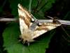 Od podobnej H.viriplaca sa líši:Lem a stredová páska predných krídel smerom ku koreni sú zreteľne šikmé.