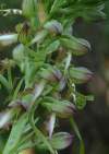 Himantoglossum caprinum