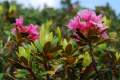 Na rozdiel od podobného Rhododendron hirsutum, ktorý rastie na vápenatých horninách, nemá chlpy na okraji listov