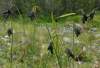 Od Carex atrata sa líši vyšším vzrastom, silno previsnutým súkvetím a zvyčajne dlhšími kláskami. Rastie najmä okolo potokov a na iných vlhkých stanovištiach.