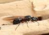 mravenec dřevokaz - královna<br>syn. : Camponotus ligniperda<br>