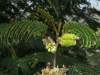 Syn.: Acacia lophantha Willd., Albizia distachya J.F. Macbr., Albizia lophantha (Willd.) Benth., Mimosa lophantha (Willd.) Pers.