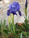 Syn.: Iris lutescens subsp. subbiflora (Brot.) D. A. Webb & Chater