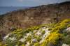 Mediteránny druh rastúci na skalnatých stanovištiach, na Malte vzácneho výskytu