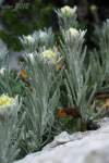 Syn.: Helichrysum rupestre, uvádzaný aj ako druh Helichrysum boissieri (Syn.: Helichrysum rupestre subsp. boissieri)