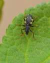 http://coleoptera.ksib.pl/search.php?img=46707
