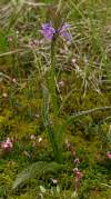 kríženec Dactylorhiza maculata ssp. elodes s D.maculata, podľa listov by som povedala, ze D. fuchsii mohol tiež zasiahnut.