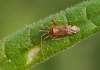 http://www.britishbugs.org.uk/heteroptera/Miridae/phytocoris_ulmi.html