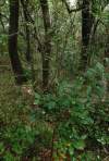 V tvrdolistom dubovom lese s Quercus ilex, Ruscus aculeatus, Fraxinus ornus 