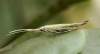 Podľa špecialistov na túto čeľaď mladá húsenica v puzdre žije na Šalvii no po prezimovaní dokončuje vývoj na trávach.