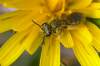 cca - 5-7 mm     http://www.bwars.com/index.php?q=category/taxonomic-hierarchy/bee/halictidae/halictus/halictus-tumulorum