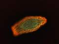 Zábery z fluorescenčného mikroskopu FDA PI WIB<br>stále živé semeno po drastickej dezinfekcii