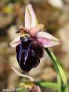 Syn.: Ophrys spruneri Nyman