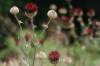 Syn: Centaurea calocephala Willd. Druh rozšírený na Balkáne. Rastie na xerotermných stanovištiach.