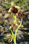 Konkrétne sa jedná o Ophrys herae, ktorý je jedným z druhov agregátu Ophrys mammosa agg.