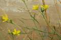Od podobnej dvojradovky múrovej (D. muralis) sa líši väčšími kvetmi, hlbšie delenými listami a 1 mm dlhým gynoforom (stopkovitý útvar medzi stopkou plodu a samotným plodom - šešuľou)