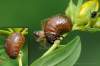 - larva<br>- na rastline Hypericum perforatum - ľubovník bodkovaný<br>- cca 10-12mm