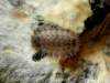 - larva <br>- pod kôrou listnáča