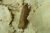 Prezimovaný motýľ druhej generácie, húsenica žije na Calystegia sepium, Convolvulus arvensis.. Motal sa mi po terase, tak som ho pričapil.