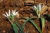 Endemit Cypru, vyskytuje sa v pohorí Troodos na vlhkých štrkovitých substrátoch, typické sú široké listy až 1,2 cm a kompaktné súkvetie