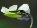 - čerstvé vajíčka<br>- živná rastlina : Viola arvensis
