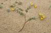 Na Mallorke rastie predovšetkým na piesočnatých substrátoch, dobre znáša aj pohyblivosť pieskových dún
