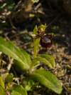 syn.: Ophrys ciliata<br><br>www.maltawildplants.com/ORCH/Ophrys_ciliata.php<br>