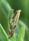 Húsenica mínuje na Aster tripolium, motýľ sa dá nájsť hlavne na slaniskách. Je pomerne vzácny.