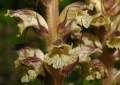 hostiteľ Cirsium erisithales, pichliač lepkavý