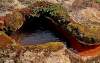 NPP Mičinské travertíny je rozptýlené pramenisko so živými aj suchými travertínovými kopami. Tzv. "mičinské" travertíny majú špecifický tvar - sú to nízke a plochokužeľovité kopy s kráterom a jazierkom na vrchu a odtokovým kanálikom. Sfarbenie spôsobuje neustále vytekajúca zemito-železitá minerálna voda.