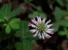 Trifolium flexuosum