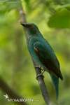 I. puella (Irena fialová) (samica)<br><br>je stredne veľký vrabcotvarý vták s výrazným pohlavným dimorfizmom. Nachádza sa v lesoch celej tropickej južnej Ázie od predhoria Himalájí cez Indiu a Srí Lanku až po Indočínu, Veľké Sundy a Palawan na Filipínach.<br><br>Do tohto rodu vtákov patrí ešte jeden druh: Irena kobaltová (I. cyanogastra), ktorý zastupuje rod na väčšine územia Filipín.<br><br>Dospelý vták je 24 až 27 cm veľký. Samec má lesklé žiarivé modrasté perie na vrchnej a čierne na spodnej strane tela, samica a dospelé samce do konca prvého roku života sú uniformne modrozelené.<br><br>Irena fialová sa živí ovocím, nektárom a niektorými druhmi hmyzu. 