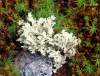 http://www.lisejniky.cz/fotoalbum/-1-lisejniky-lichenes/flavocetraria-nivalis.html