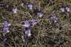 2 v jednom  - fialka vyrastá z pichľavého trsu ďalšieho endemitu - Astragalus siculus