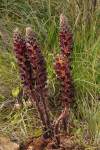 synonymum O. crinita Viv.<br>v Stredomorí rastie na suchých svetlých trávnatých stanovištiach na bázickom podklade<br>www.tela-botanica.org/bdtfn-nn-46876-synthese<br>parazit na druhoch rodu Lotus