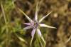 Syn: Tragopogon hybridus<br>Mediteránny druh. Rastlina je nižšieho vzrastu, listene zákrovu sú veľmi dlhé, súkvetie má málo kvetov. Podobá sa na T. porrifolius.