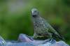 N. notabilis (nestor kea) <br><br>je veľký papagáj vyskytujúci sa v lesnatých horských oblastiach Južného ostrova Nového Zélandu. <br>Dorastá priemerne do 48 cm a jeho hmotnosť sa pohybuje okolo 1 kg. Je takmer celý olivovo zelený s veľkým, úzkym, zakriveným, hnedo-šedým zobákom. <br>Je všežravec, požiera najmä korene, zelené časti rastlín, bobule, nektár, hmyz, malé vtáky a cicavce a zdochliny. Občas napáda aj mladé alebo choré ovce. <br>Hniezdi najmä pod zemou - pod koreňmi stromov alebo v skalných trhlinách. K hniezdu ako takému pritom vedie 1-6 m dlhá chodba, na konci ktorej sa nachádza veľká hniezdnu komora vystlaná lišajníkmi, machom, papraďami a mäkkým drevom. Samice začínajú hniezdiť už počas januára, hniezdne obdobie končí v júli. V jednej znáške pritom bývajú 2-4 biele vajcia, ktoré inkubuje asi 21 dní. <br>Nestor kea je známy aj pre svoju inteligenciu a zvedavosť, často zaletuje aj do tesnej blízkosti ľudských obydlí alebo na parkoviská, kde pátra po zvyškoch potravy. <br>Papagáj nestor kea bol v minulosti vo veľkom prenasledovaný. Aj dnes je "nepriateľom" a teda aj terčom farmárov, pretože občasne útočia aj na ovce. Väčšinou ovce neumrie bezprostredne po útoku, pretože cieľom papagájov nie je ovcu zabiť - vyžierajú najčastejšie tuk v okolí obličiek a ovce umierajú na následky infekcie. Dodnes sa občas objaví informácia, že ide o poveru hlúpych farmárov, bohužiaľ, nestor naozaj občas na ovce útočí. Aj preto na Novom Zélande prebieha seriózne výskum, ktorého snahou je zabrániť tomuto problému, pretože vták je inak veľmi obľúbený. <br>To však nie je jediný problém. Papagáje nestor kea žijú v horských oblastiach Nového Zélandu, kde sú v niektorých domoch stále olovené klince. Zvedavé papagáje ich často vyťahujú, prehĺtajú a následky sú potom fatálne. Aj preto je kvôli pomerne nízkym počtom týchto vtákov nestor vedený v IUCN ako zraniteľný druh. 