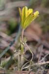 Gagea bohemica subsp. bohemica