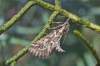 Slaniskový druh, vyskytuje sa aj v Maďarsku, kde je prísne chránený pod hrozbou mastnej pokuty. Tu je celkom hojný. Motýľ po vyrušení po krátkom a prudkom lete sadá do podrastu a zaujme typickú pózu so zdvihnutou riťkou. Myslím, že húsenica žije na Camphorosme.